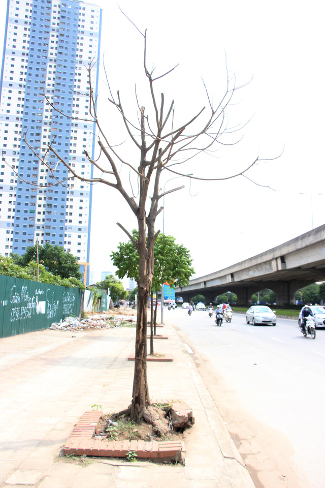 [-]Hà[-]Nội:[-]Hàng[-]cây[-]xanh[-]mới[-]trồng[-]đã[-]chết[-]khô